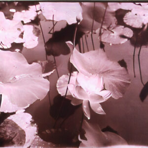 Dream Pond #6