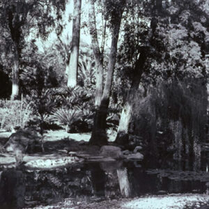 Lotusland #11