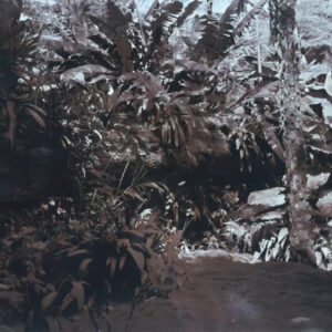 Lotusland #19